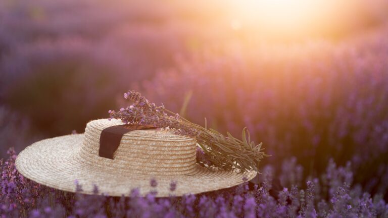 Lavender: A Sensory Journey